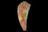 Fossil Phytosaur Tooth - New Mexico #133357-1